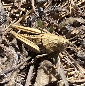 Perunga ochracea at Molonglo, ACT - suppressed