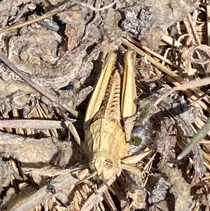 Perunga ochracea at Molonglo, ACT - suppressed