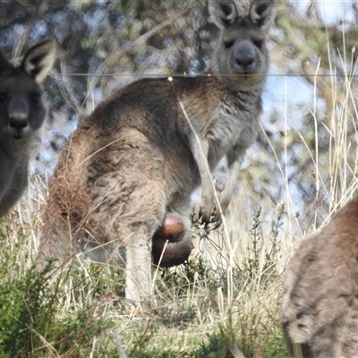 Macropus giganteus (Eastern Grey Kangaroo) at Kambah, ACT - 16 Sep 2024 by HelenCross