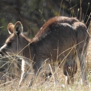 Macropus giganteus at Kambah, ACT - 16 Sep 2024 01:57 PM