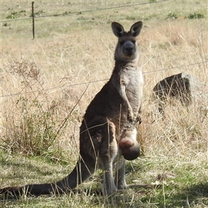 Macropus giganteus at Kambah, ACT - 16 Sep 2024 01:57 PM