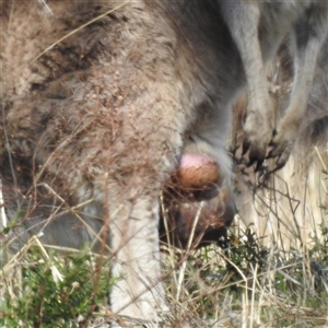 Macropus giganteus at Kambah, ACT - 16 Sep 2024 01:57 PM