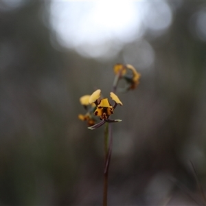 Diuris pardina at Goulburn, NSW - suppressed