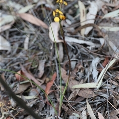 Diuris pardina at Goulburn, NSW - suppressed