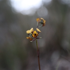 Diuris pardina at Goulburn, NSW - suppressed