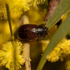 Heteronyx dimidiatus (Dimidiatus scarab beetle) at Higgins, ACT - 13 Sep 2024 by AlisonMilton