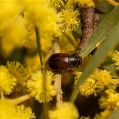 Heteronyx dimidiatus at Higgins, ACT - 13 Sep 2024 11:53 AM