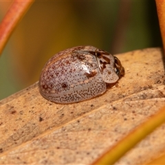 Paropsisterna m-fuscum (Eucalyptus Leaf Beetle) at Higgins, ACT - 13 Sep 2024 by AlisonMilton