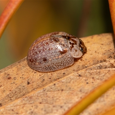 Paropsisterna m-fuscum (Eucalyptus Leaf Beetle) at Higgins, ACT - 13 Sep 2024 by AlisonMilton