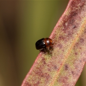 Cryptocephalinae (sub-family) at Higgins, ACT - 13 Sep 2024 12:14 PM