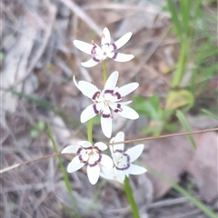 Wurmbea dioica subsp. dioica (Early Nancy) at Goulburn, NSW - 14 Sep 2024 by Rixon