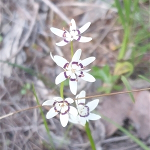 Wurmbea dioica subsp. dioica at Goulburn, NSW - 14 Sep 2024 05:46 PM