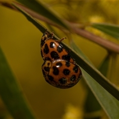 Harmonia conformis (Common Spotted Ladybird) at Higgins, ACT - 13 Sep 2024 by AlisonMilton