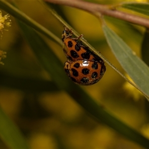 Harmonia conformis at Higgins, ACT - 13 Sep 2024 12:19 PM