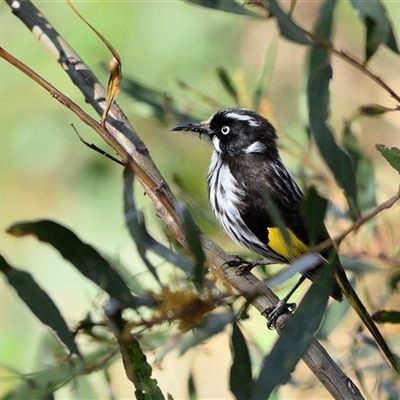 Phylidonyris novaehollandiae (New Holland Honeyeater) at Tahmoor, NSW - 15 Sep 2024 by Freebird