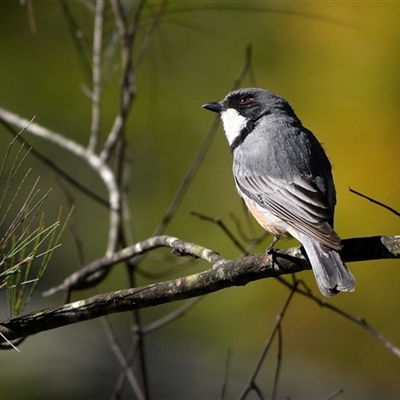 Pachycephala rufiventris (Rufous Whistler) at Tahmoor, NSW - 15 Sep 2024 by Freebird