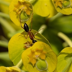 Camponotus consobrinus (Banded sugar ant) at Higgins, ACT - 13 Sep 2024 by AlisonMilton