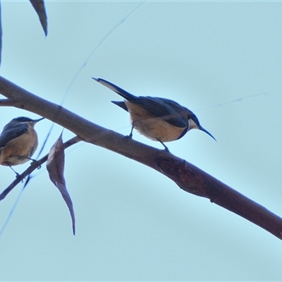 Acanthorhynchus tenuirostris (Eastern Spinebill) at Tahmoor, NSW - 15 Sep 2024 by Freebird