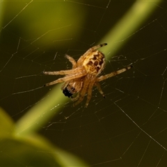 Plebs eburnus (Eastern bush orb-weaver) at Higgins, ACT - 13 Sep 2024 by AlisonMilton