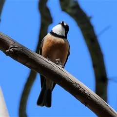 Pachycephala rufiventris (Rufous Whistler) at Bandiana, VIC - 15 Sep 2024 by KylieWaldon