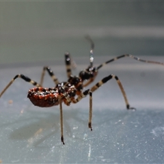 Pristhesancus plagipennis (Bee Killer Assassin Bug) at Deakin, ACT - 16 Sep 2024 by LisaH