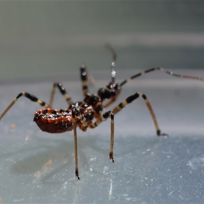 Pristhesancus plagipennis (Bee Killer Assassin Bug) at Deakin, ACT - 16 Sep 2024 by LisaH