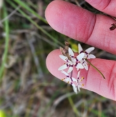 Wurmbea dioica subsp. dioica (Early Nancy) at Whitlam, ACT - 14 Sep 2024 by sangio7