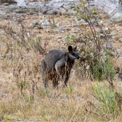 Wallabia bicolor (Swamp Wallaby) at Kenny, ACT - 13 Sep 2024 by sbittinger