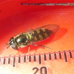 Simosyrphus grandicornis (Common hover fly) at Belconnen, ACT - 15 Sep 2024 by JohnGiacon