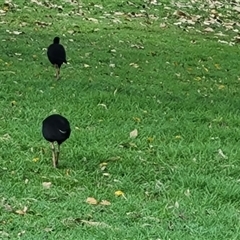 Porphyrio melanotus (Australasian Swamphen) at Kununurra, WA - 16 Sep 2024 by Mike