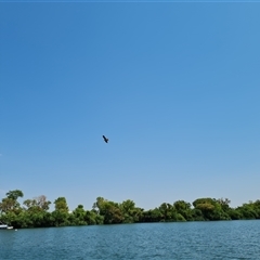 Haliastur sphenurus (Whistling Kite) at Kununurra, WA - 16 Sep 2024 by Mike