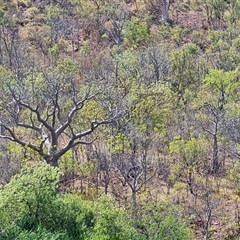 Unverified Other Tree at Kununurra, WA - 16 Sep 2024 by Mike