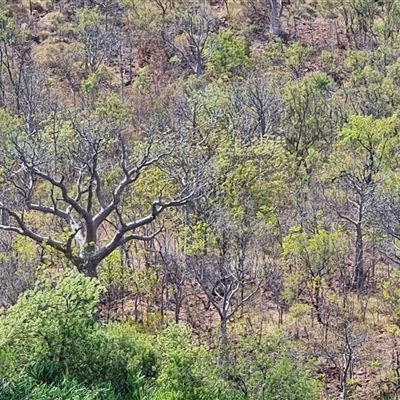 Unverified Other Tree at Kununurra, WA - 16 Sep 2024 by Mike