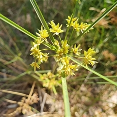 Cyperus sp. at Ord River, WA - 15 Sep 2024 by Mike