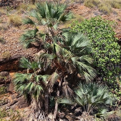 Livistona victoriae (A fan palm) at Purnululu, WA - 15 Sep 2024 by Mike