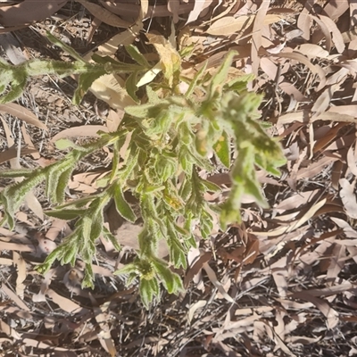 Unidentified Other Wildflower or Herb at Purnululu, WA - 15 Sep 2024 by Mike