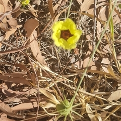 Unidentified Other Wildflower or Herb at Purnululu, WA - 15 Sep 2024 by Mike