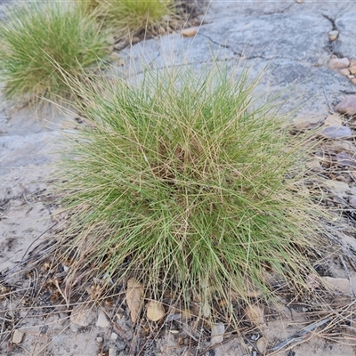 Unidentified Grass at Purnululu, WA - 14 Sep 2024 by Mike