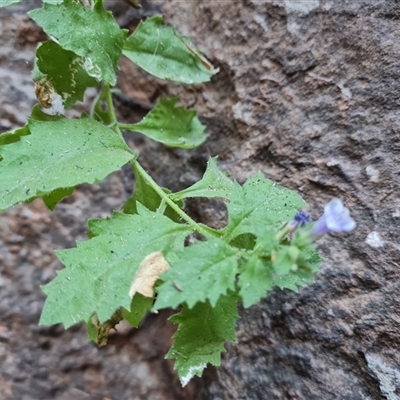 Unidentified Other Wildflower or Herb at Purnululu, WA - 14 Sep 2024 by Mike