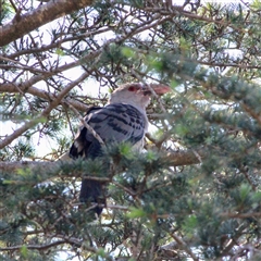 Scythrops novaehollandiae (Channel-billed Cuckoo) at Mount Kembla, NSW - 9 Sep 2024 by BackyardHabitatProject