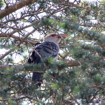 Scythrops novaehollandiae (Channel-billed Cuckoo) at Mount Kembla, NSW - 9 Sep 2024 by BackyardHabitatProject