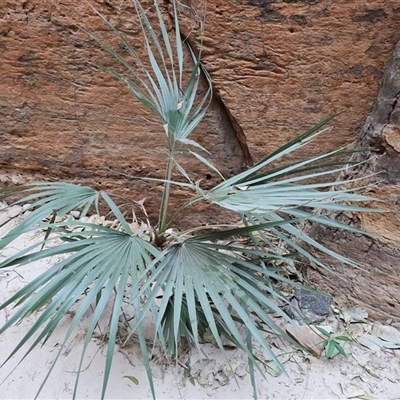 Livistona victoriae (A fan palm) at Purnululu, WA - 14 Sep 2024 by Mike