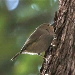 Sericornis magnirostra (Large-billed Scrubwren) at Bulli, NSW - 14 Sep 2024 by jb2602