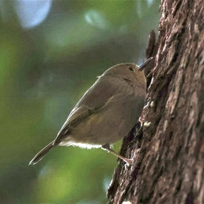 Sericornis magnirostra (Large-billed Scrubwren) at Bulli, NSW - 14 Sep 2024 by jb2602