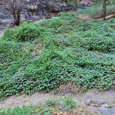 Passiflora foetida complex (stinking passionflower) at Purnululu, WA - 14 Sep 2024 by Mike