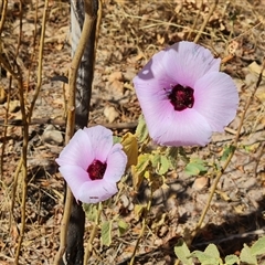 Hibiscus meraukensis at Purnululu, WA - 14 Sep 2024 by Mike