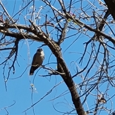 Artamus cinereus (Black-faced Woodswallow) at Purnululu, WA - 14 Sep 2024 by Mike