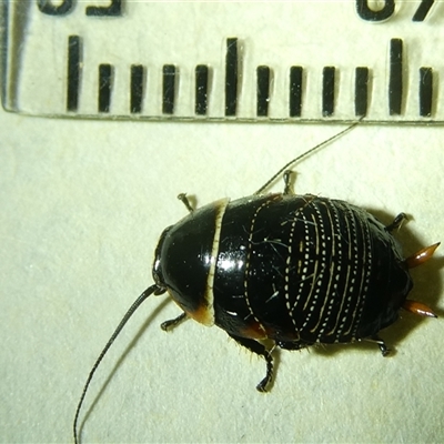 Ellipsidion australe (Austral Ellipsidion cockroach) at Belconnen, ACT - 16 Sep 2024 by JohnGiacon