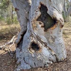 Eucalyptus rossii at Yarralumla, ACT - 14 Sep 2024 10:34 AM