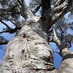 Eucalyptus rossii at Yarralumla, ACT - 14 Sep 2024 10:34 AM